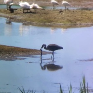 Les baies de Somme, Beauvais et Amiens 👌 #france #landscape #nature #sea